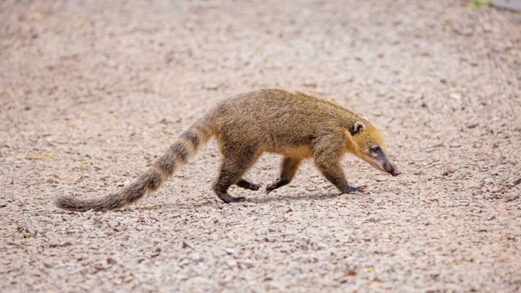 South American Coati