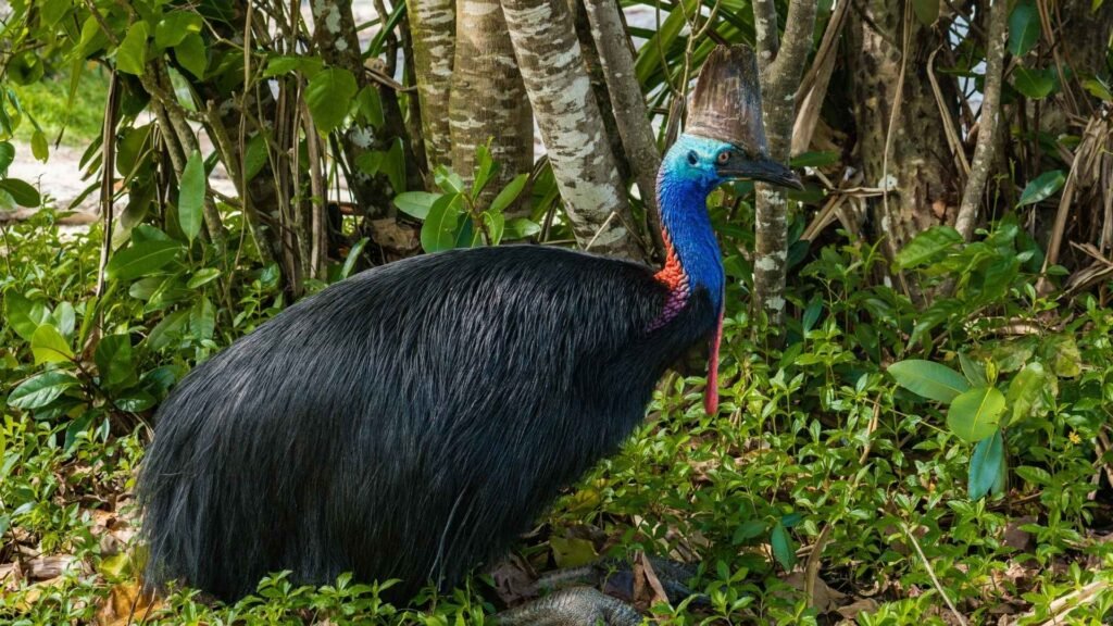 Southern Cassowary