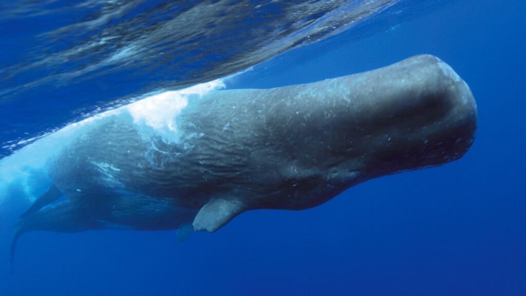 Sperm Whale