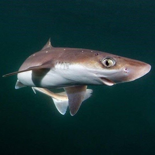 Spiny Dogfish