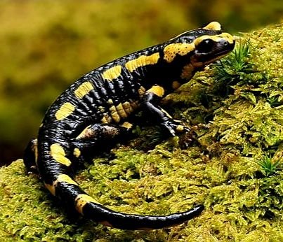 Salamander