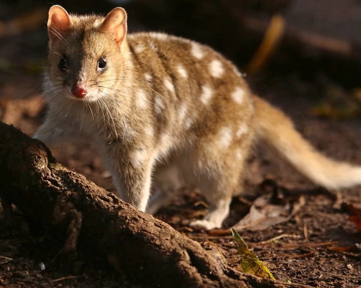 Spotted-Tailed Quoll