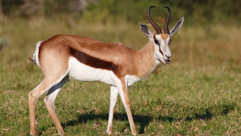 Springbok