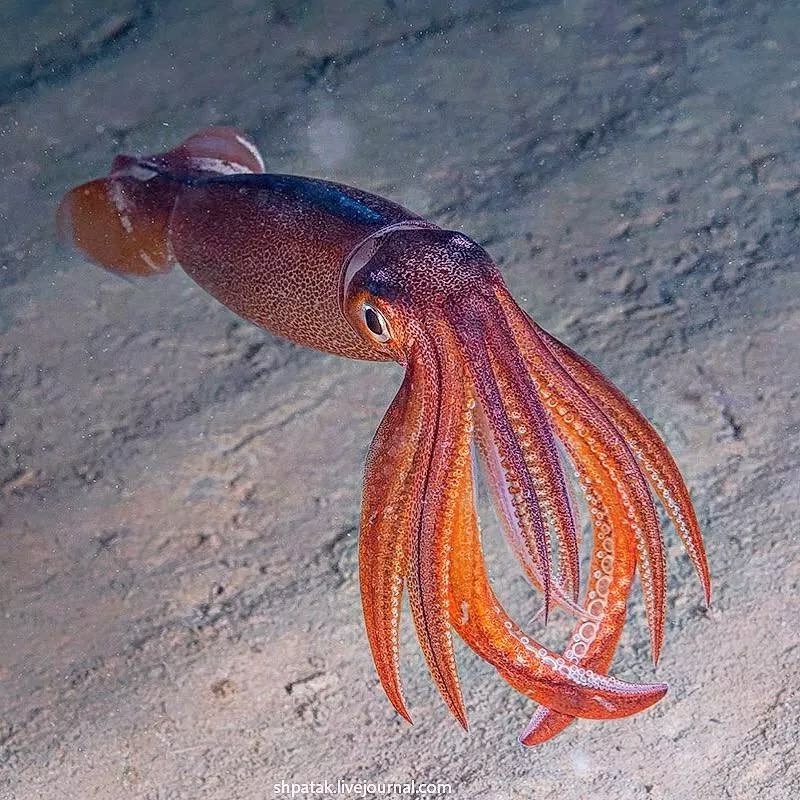 Squid