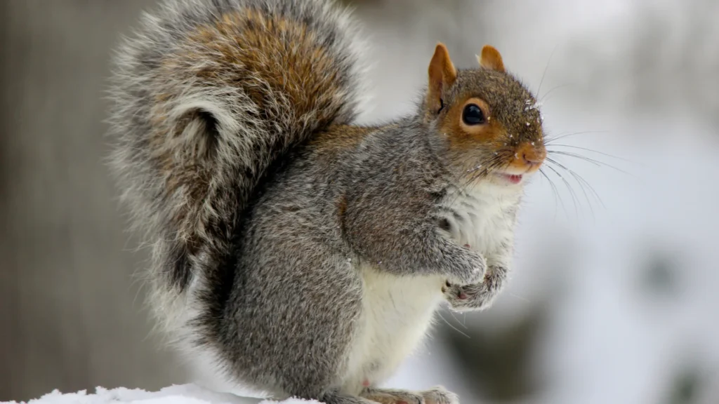 Squirrel