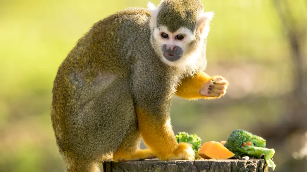 Squirrel Monkey