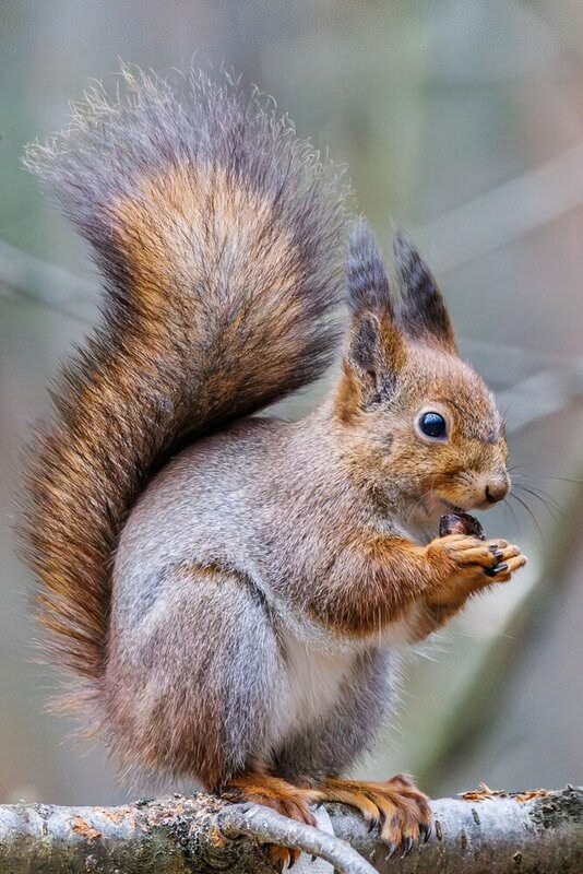 Squirrel
