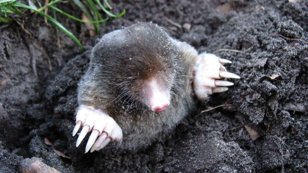 Star-nosed Mole