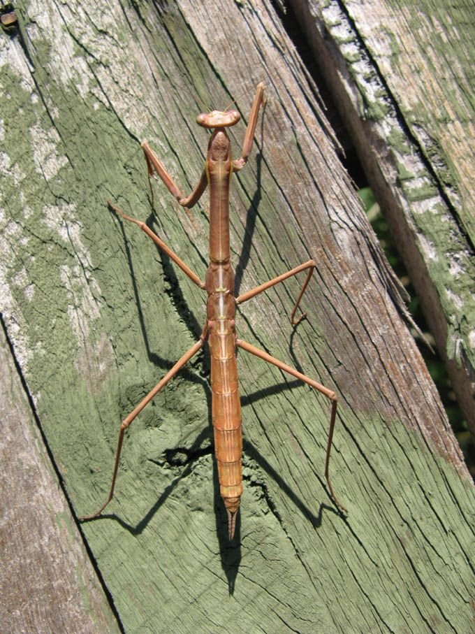 Stick Insect