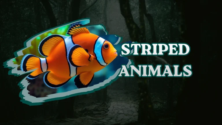 Striped Animals