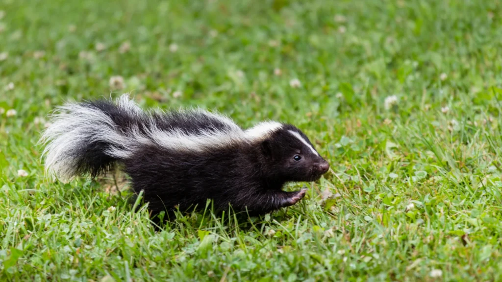 Striped Skunk