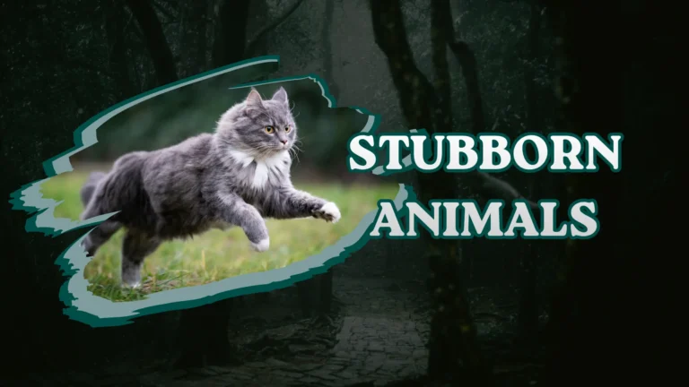 Stubborn Animals