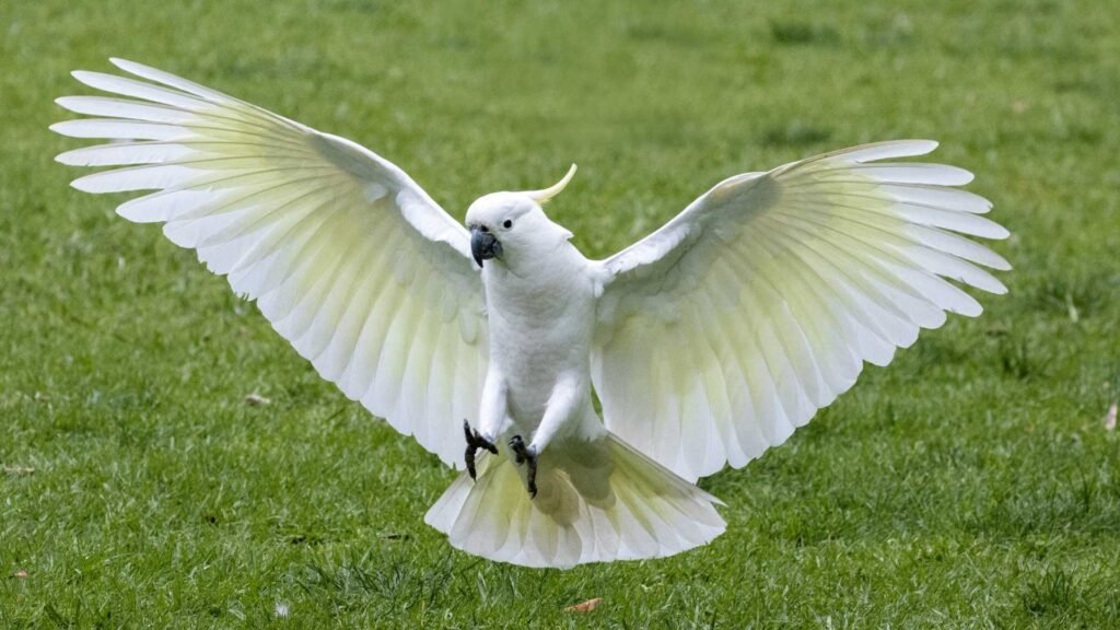 Sulphur-Crested Cockatoo