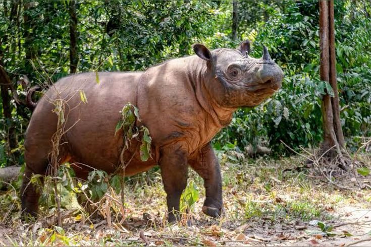 Sumatran Rhino