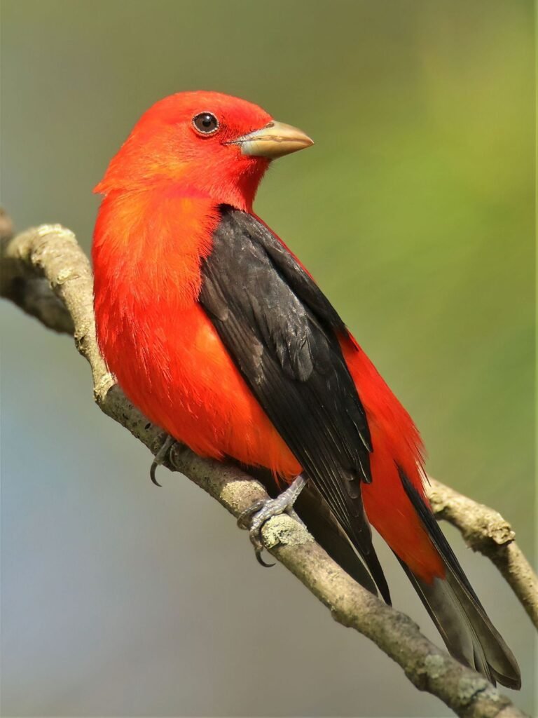 Summer Tanager
