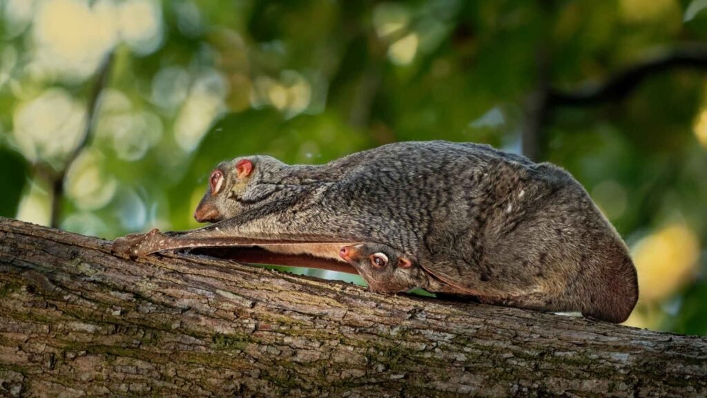 Sunda Colugo