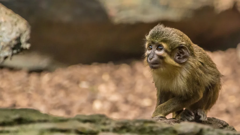 Talapoin