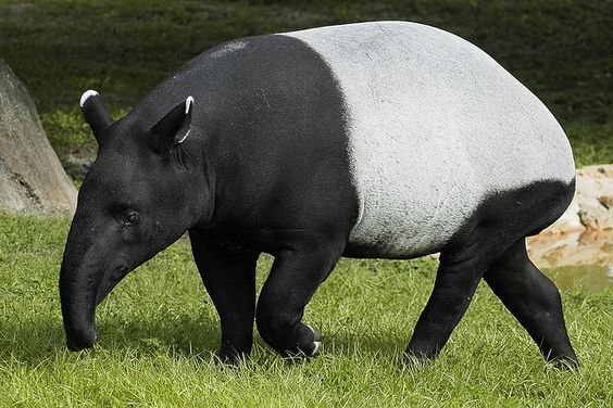 Tapir
