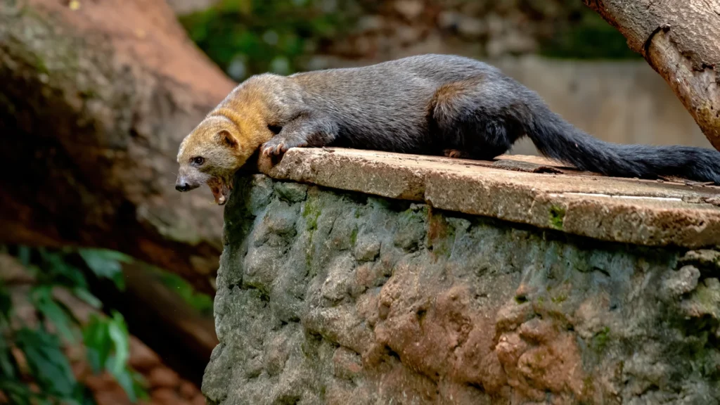 Tayra