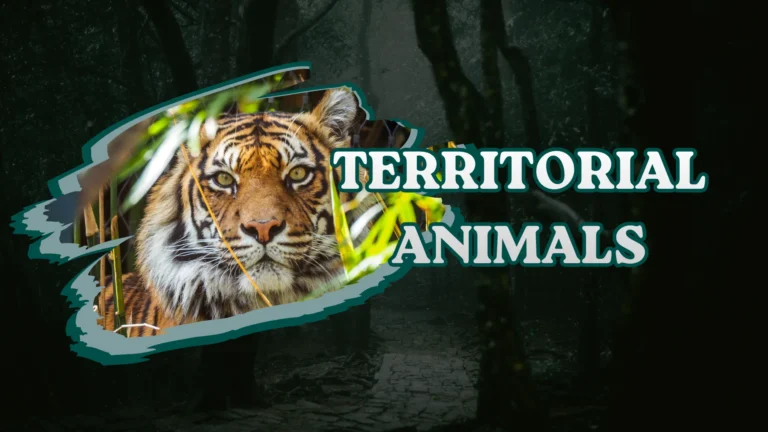 Territorial Animals