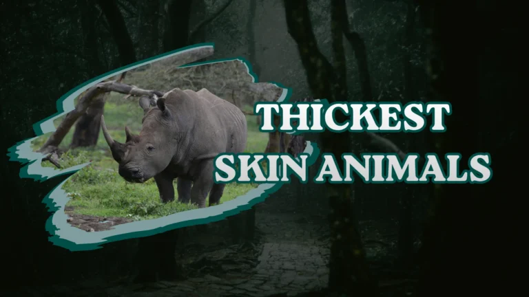 Hippopotamus
