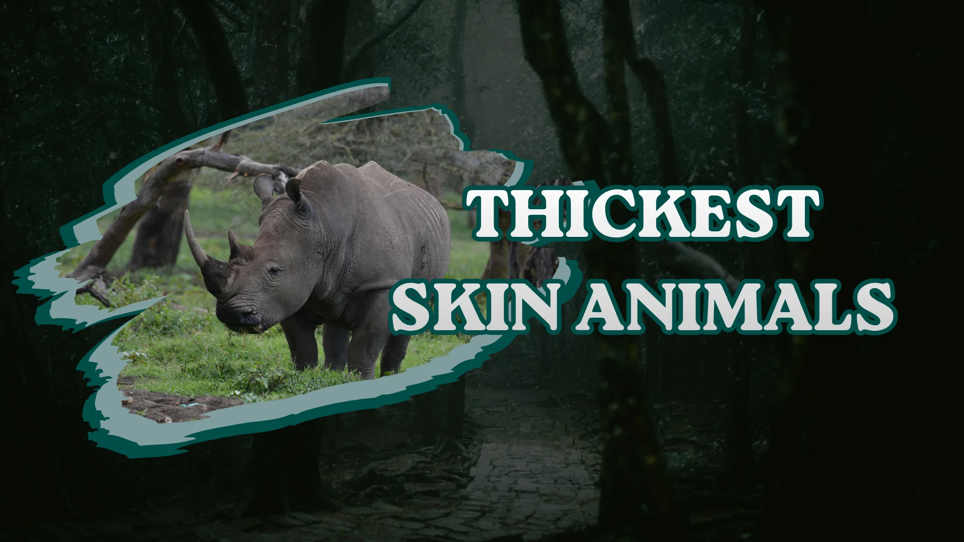 Hippopotamus