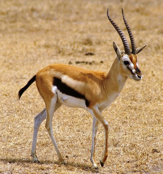 Thomson's Gazelle