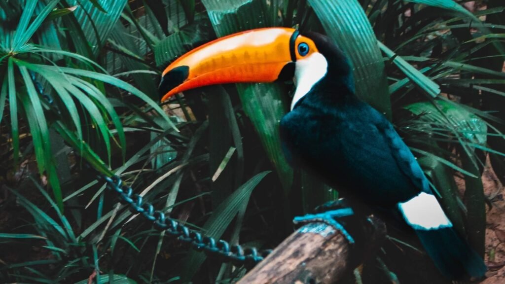 Toco Toucan