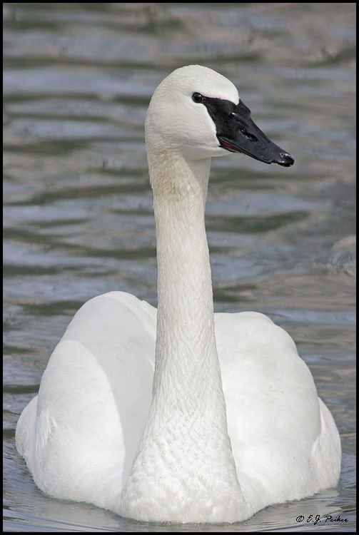 Trumpeter Swan