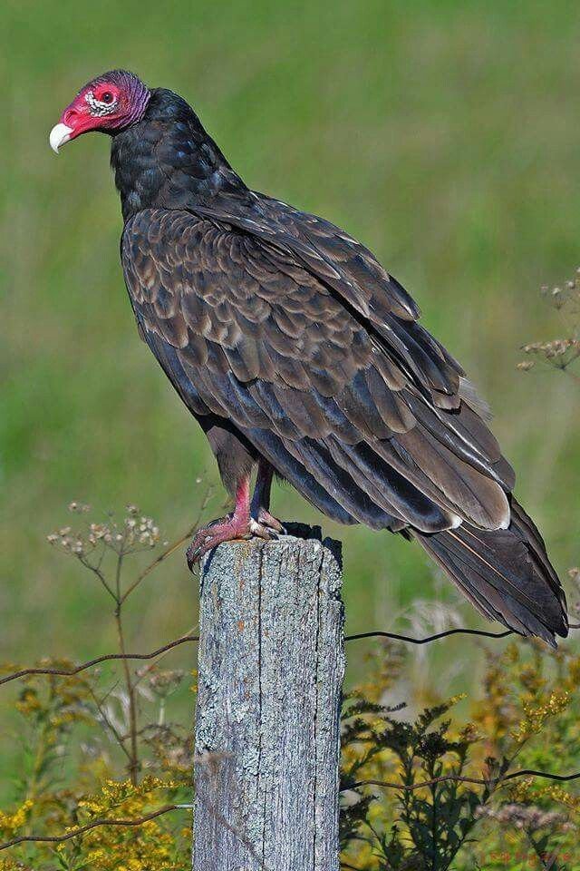 Turkey Vulture