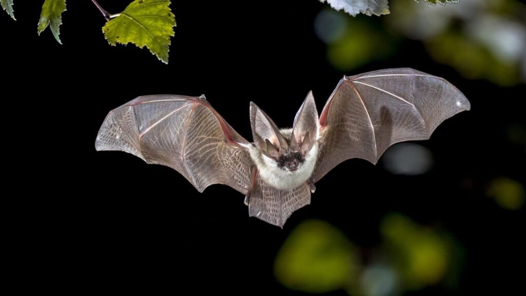 Vampire Bat