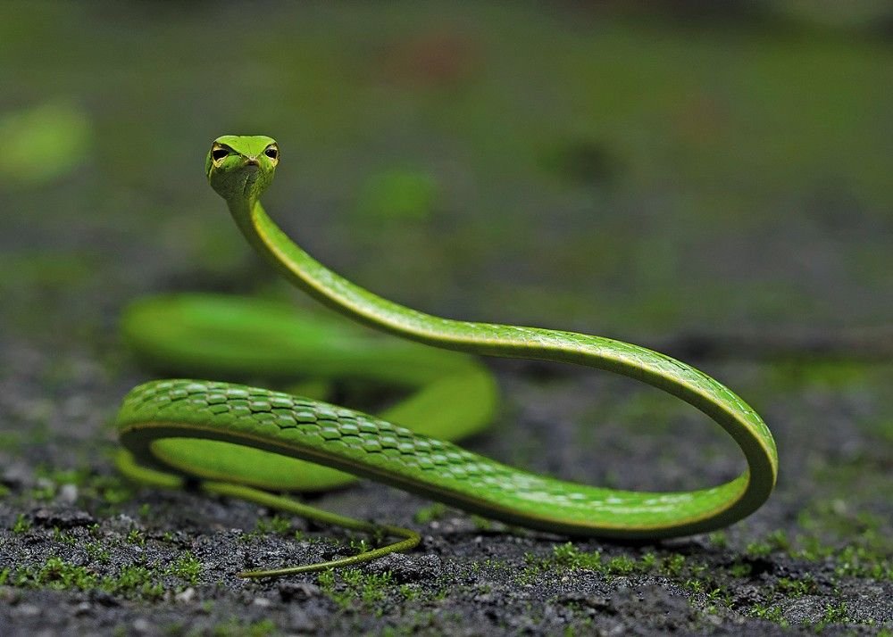 Vine Snake