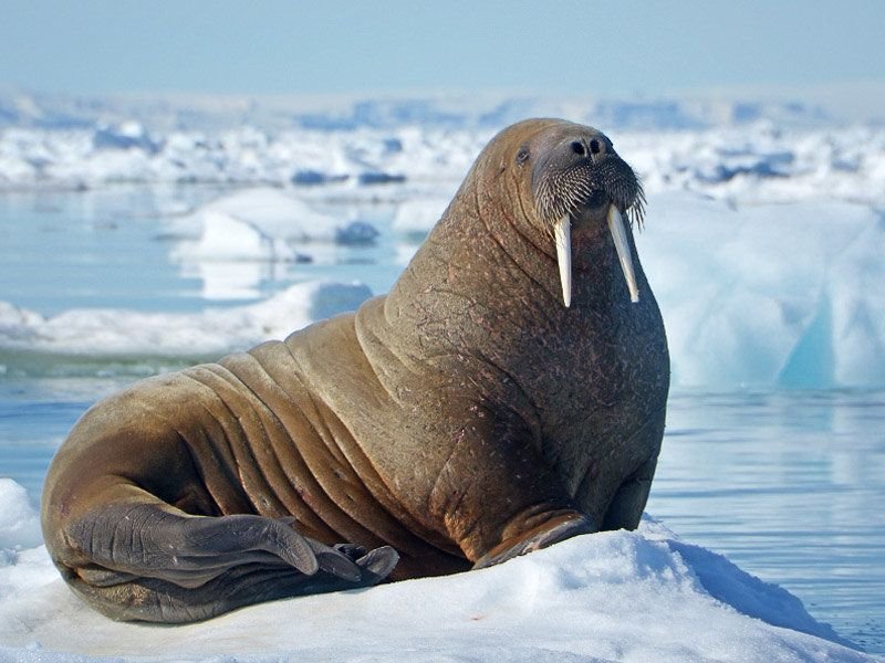 Walrus