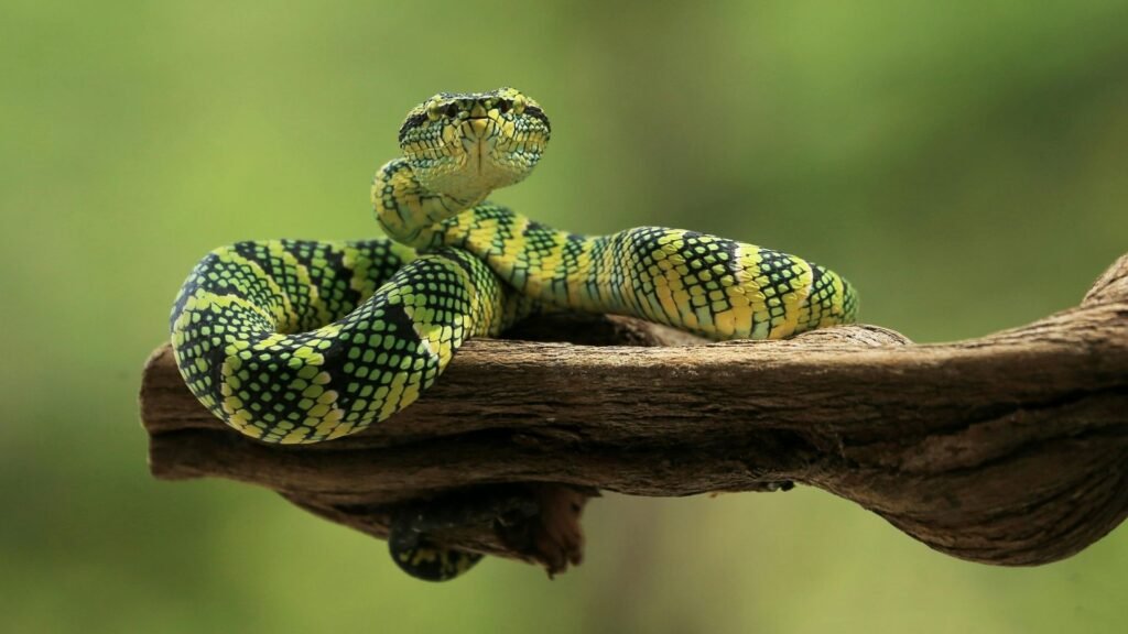 Water Snakes