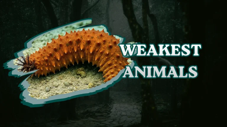 Weakest Animals