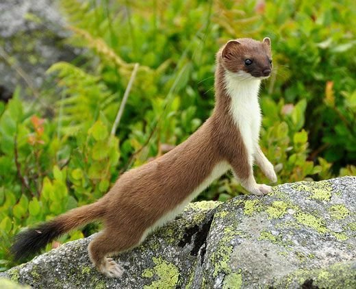 Weasel