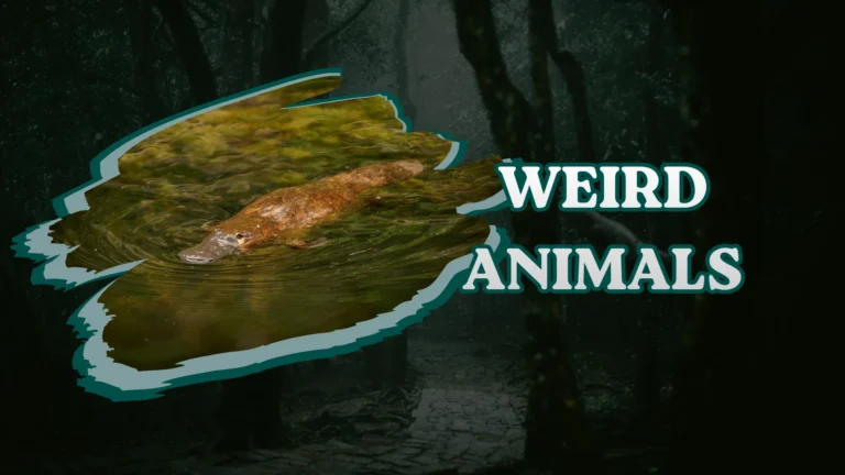 Weird Animals