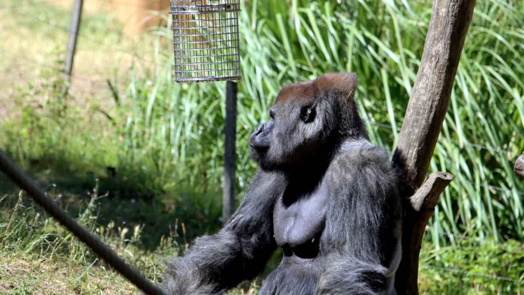 Western Gorilla