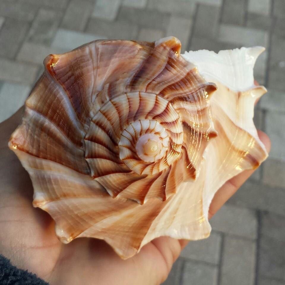 Whelk