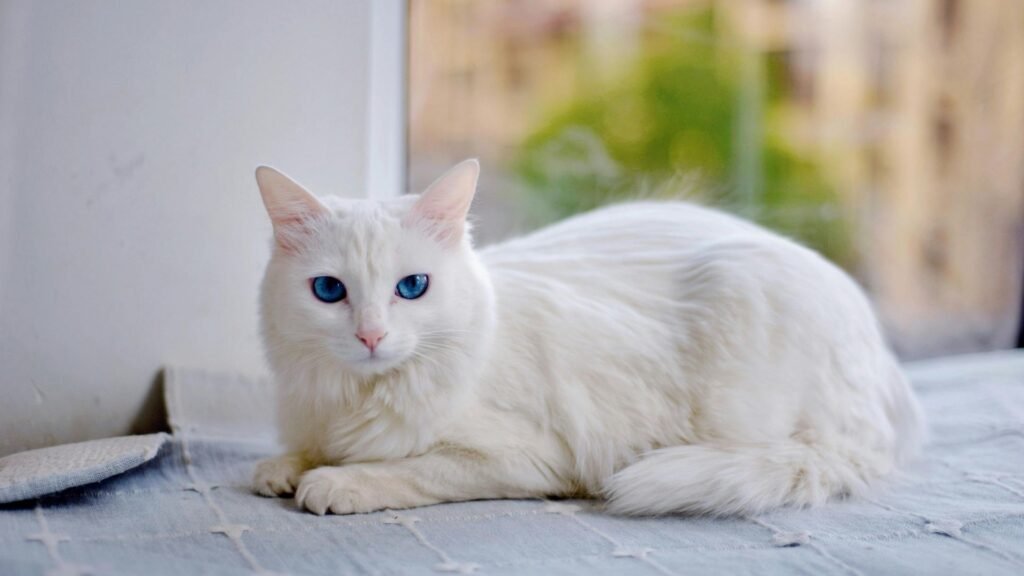 White Cat
