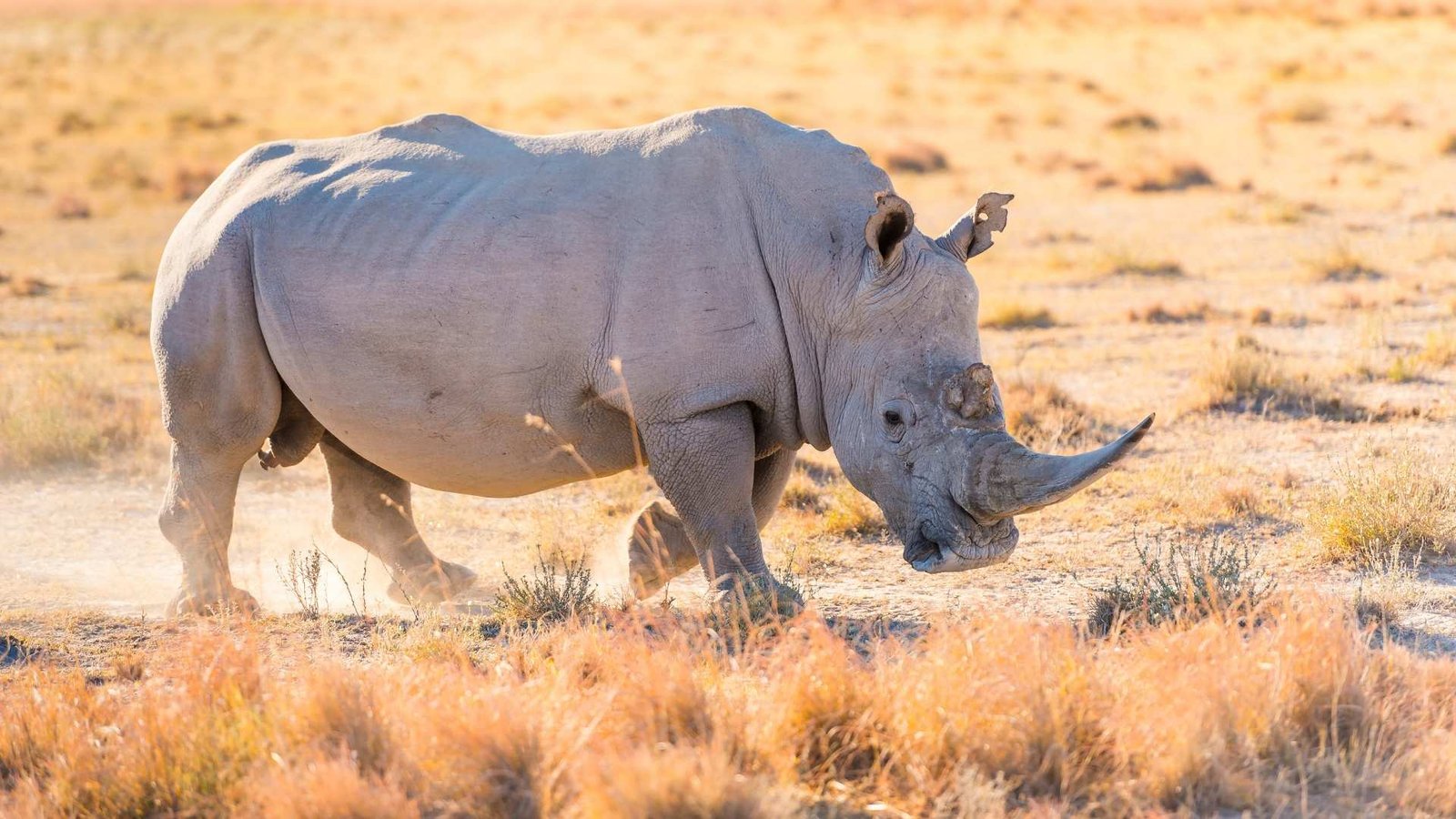 White Rhinoceros