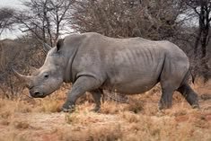 White Rhinoceros