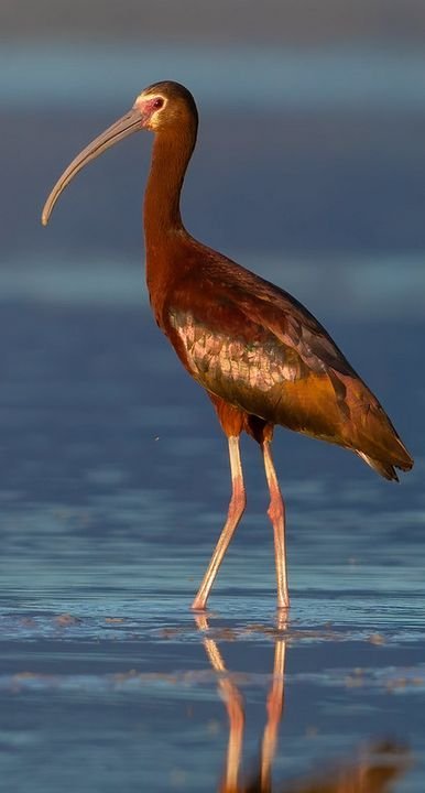 White-faced Ibis