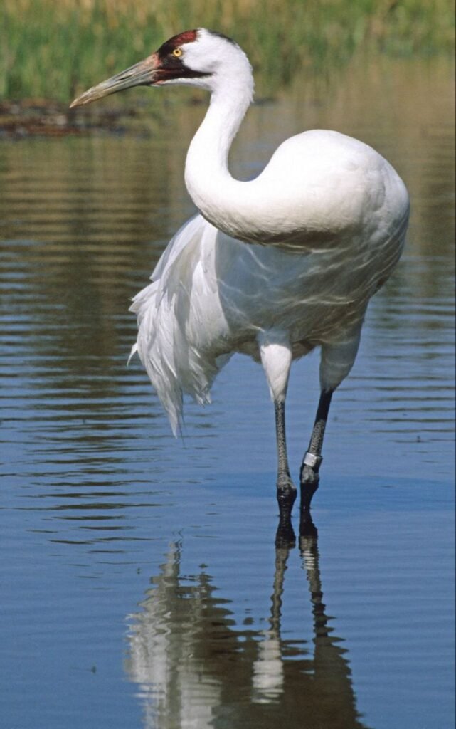 Whooping Crane