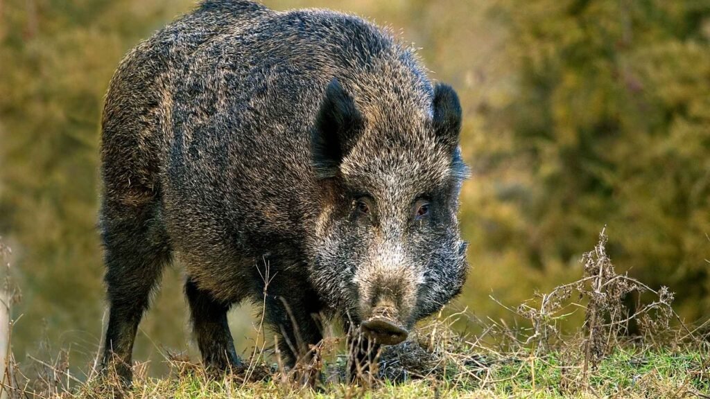 Wild Boar