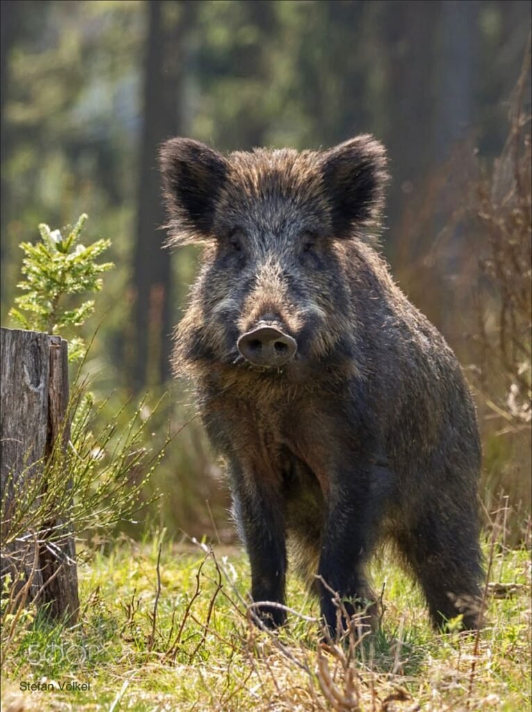 Wild Pig