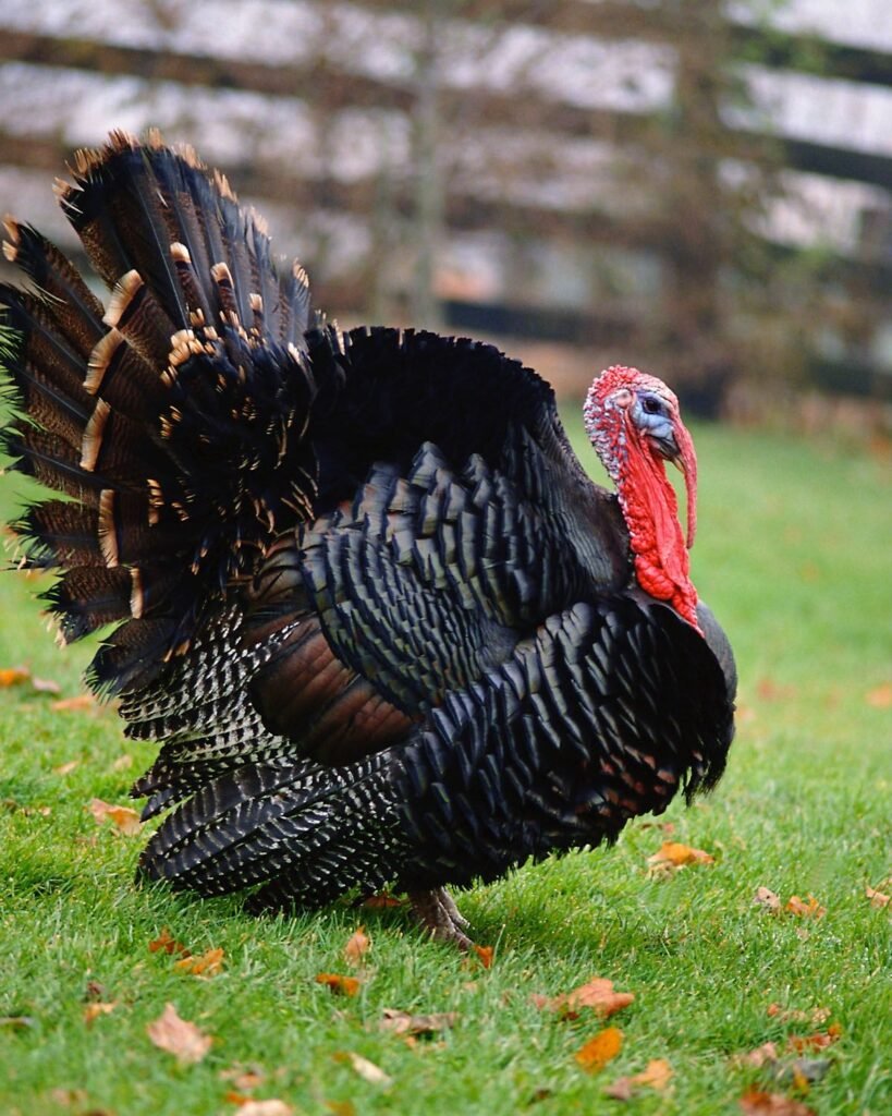 Wild Turkey