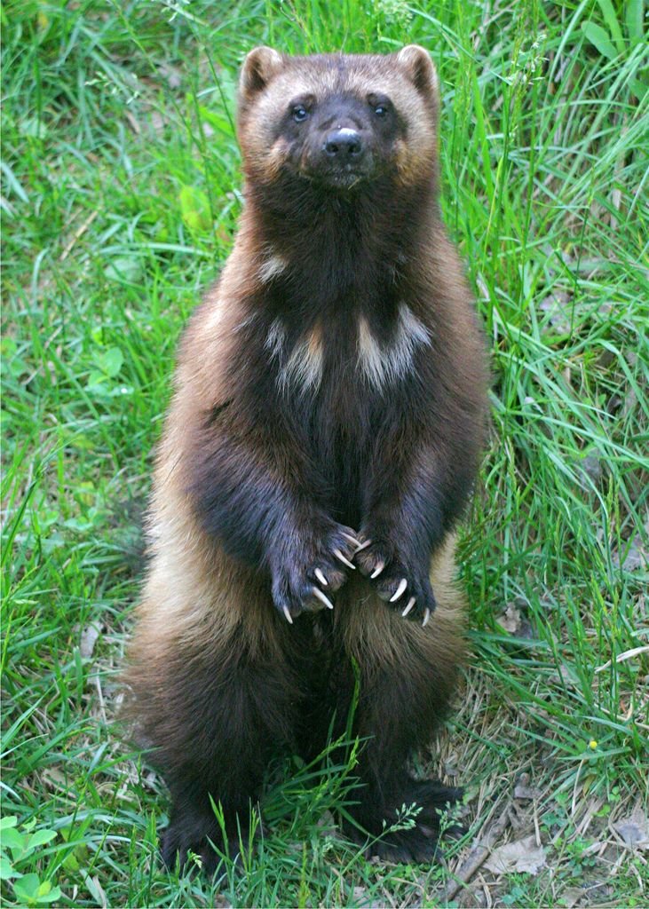 Wolverine