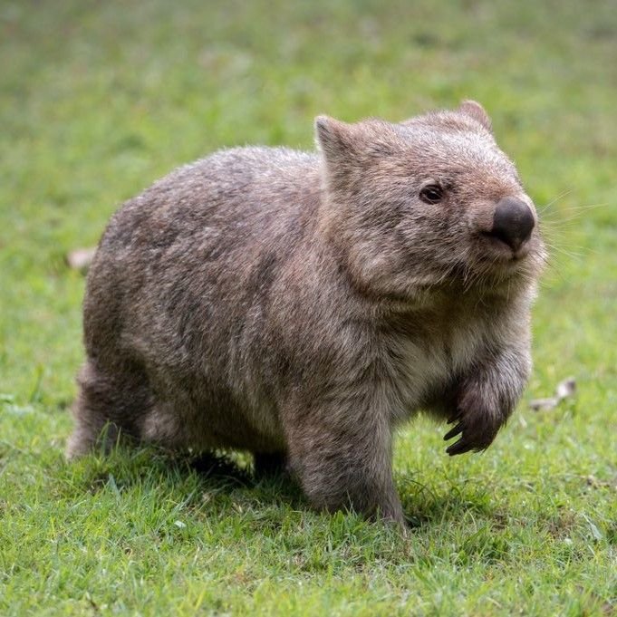 Wombat
