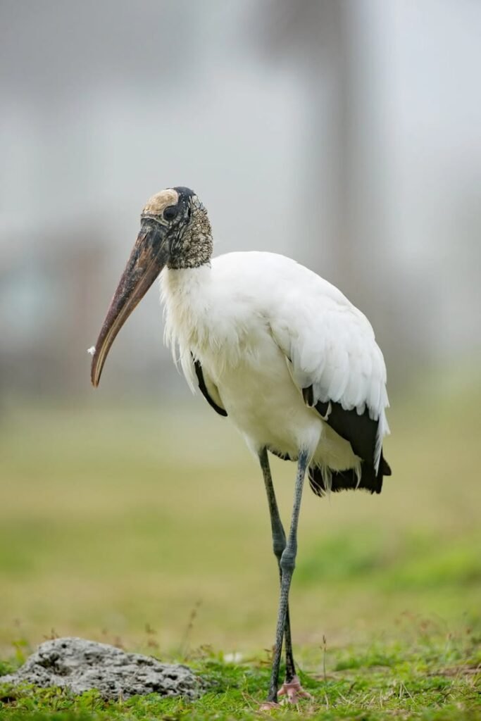 Wood Stork
